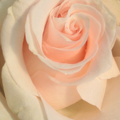 Comanda trandafiri online - Roz - trandafir teahibrid - trandafir cu parfum discret - Rosa Csini Csani - Márk Gergely - ,-